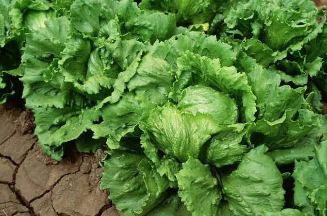 Taylor Farms Pulls Mexican Iceberg Lettuce After Diarrhea Outbreak Raises Safety Concerns