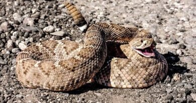 Where Do Snakebites Happen Most in the USA Hotspots & Safety Tips