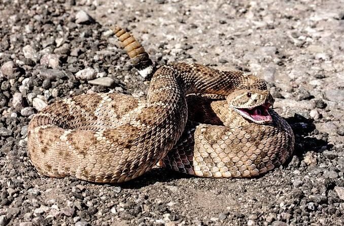 Where Do Snakebites Happen Most in the USA Hotspots & Safety Tips